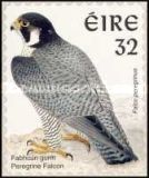 Peregrine Falcon (Falco peregrinus)