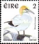 Northern Gannet (Morus bassanus)