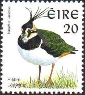 Northern Lapwing (Vanellus vanellus)