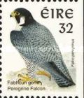 Peregrine Falcon (Falco peregrinus)