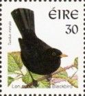 Common Blackbird (Turdus merula)