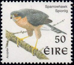 Eurasian Sparrowhawk (Accipiter nisus)