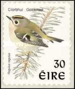 Goldcrest (Regulus regulus)