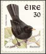 Common Blackbird (Turdus merula)