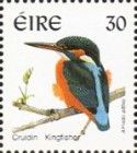 Common Kingfisher (Alcedo atthis)