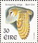Western Barn Owl (Tyto alba)