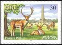 Europa - Phoenix Park - Fallow Deers (Dama dama)