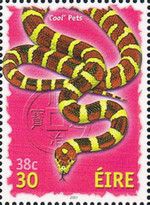 Cool Pets - Snake