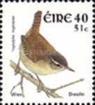 Eurasian Wren (Troglodytes troglodytes)