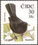 Common Blackbird (Turdus merula)