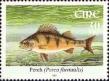 European Perch (Perca fluviatilis)
