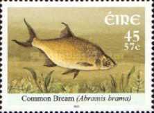 Common Bream (Abramis brama)