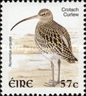 Eurasian Curlew (Numenius arquata)