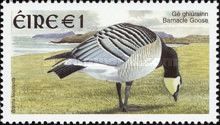 Barnacle Goose (Branta leucopsis)