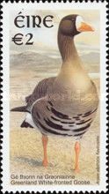 Greenland White-fronted Goose (Anser albifrons flavirostris)