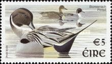 Northern Pintail (Anas acuta)