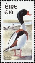 Common Shelduck (Tadorna tadorna)