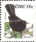 Common Blackbird (Turdus merula)