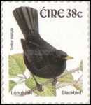 Common Blackbird (Turdus merula)