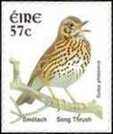 Song Thrush (Turdus philomelos)