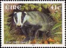 European Badger (Meles meles)