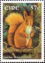 Eurasian Red Squirrel (Sciurus vulgaris)