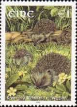 West European Hedgehog (Erinaceus europaeus)