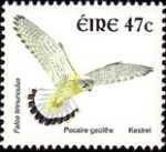 Common Kestrel (Falco tinnunculus)