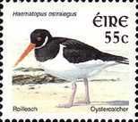 Eurasian Oystercatcher (Haematopus ostralegus)