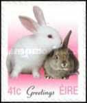 Greetings - Baby Rabbits