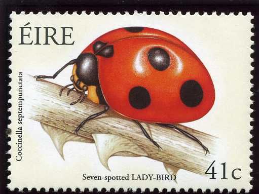 Seven-Spotted Ladybird (Coccinella septempunctata)