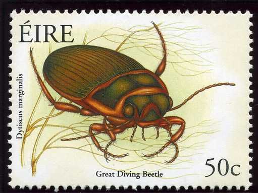 Great Diving Beetle (Dytiscus marginalis)