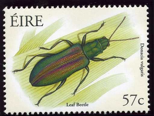 Leaf Beetle (Donacia vulgaris)