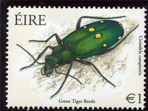 Green Tiger Beetle (Cicindela campestris)