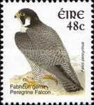 Peregrine Falcon (Falco peregrinus)