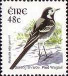 Pied Wagtail (Motacilla alba)