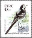 Pied Wagtail (Motacilla alba)