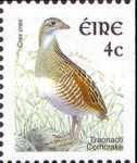 Corn Crake (Crex crex)