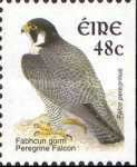 Peregrine Falcon (Falco peregrinus)