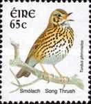 Song Thrush (Turdus philomelos)
