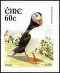 Atlantic Puffin (Fratercula arctica)