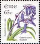 Bluebell (Hyacinthoides non-scripta)