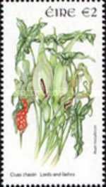 Lords and Ladies (Arum maculatum)