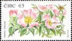 Dog-rose (Rosa canina)