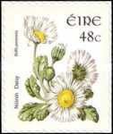Common Daisy (Bellis perennis)