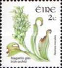 Irish Orchid (Neotinea maculata)
