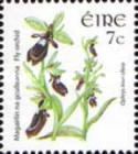 Fly Orchid (Ophrys insectifera)