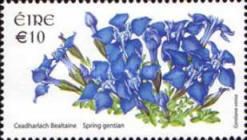 Spring Gentian (Gentiana verna)