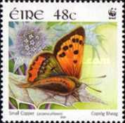 Small Copper (Lycaena phlaeas)