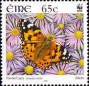 Painted Lady (Vanessa cardui)